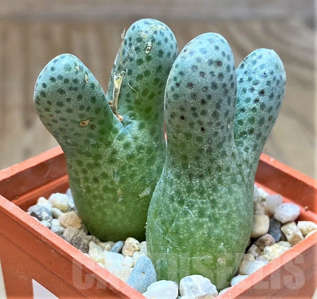 SHPR36987 Conophytum haramoepense ARM9550 - Imagen 2