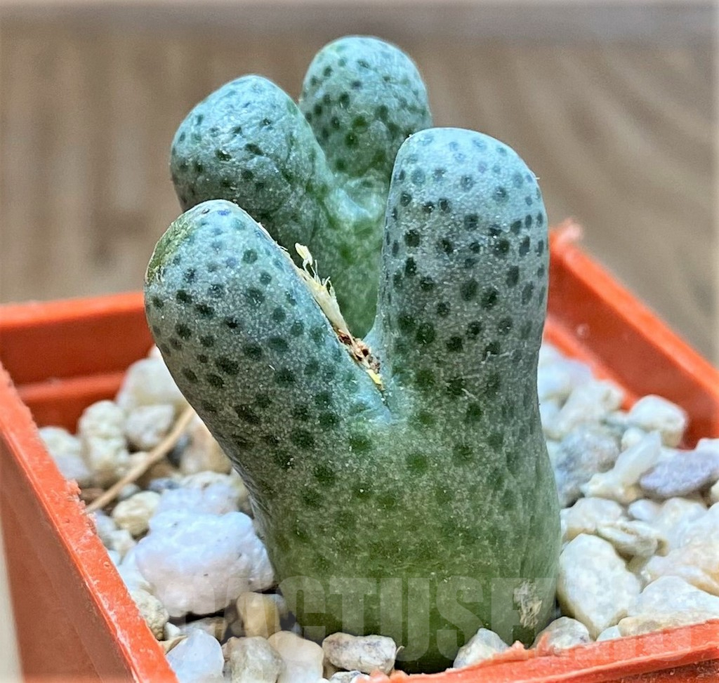 SHPR36988 Conophytum haramoepense ARM9550