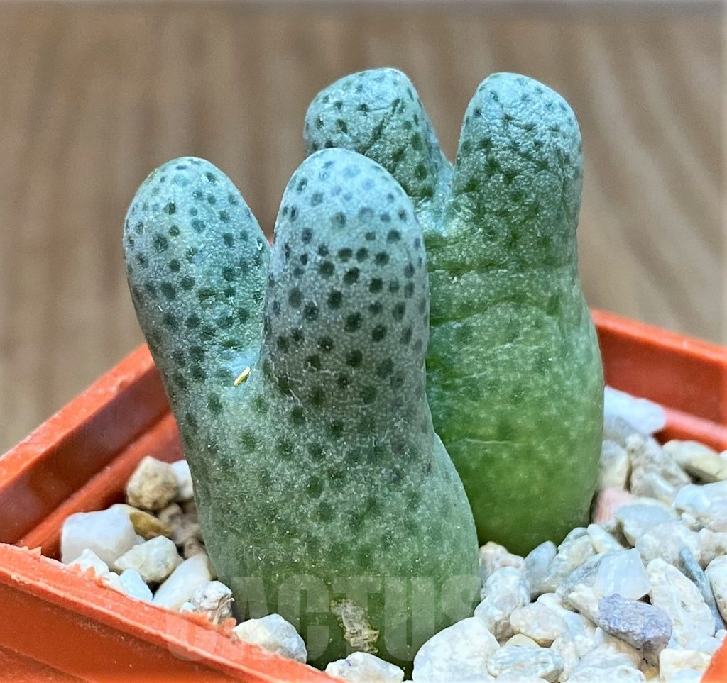 SHPR36988 Conophytum haramoepense ARM9550 - Imagen 2
