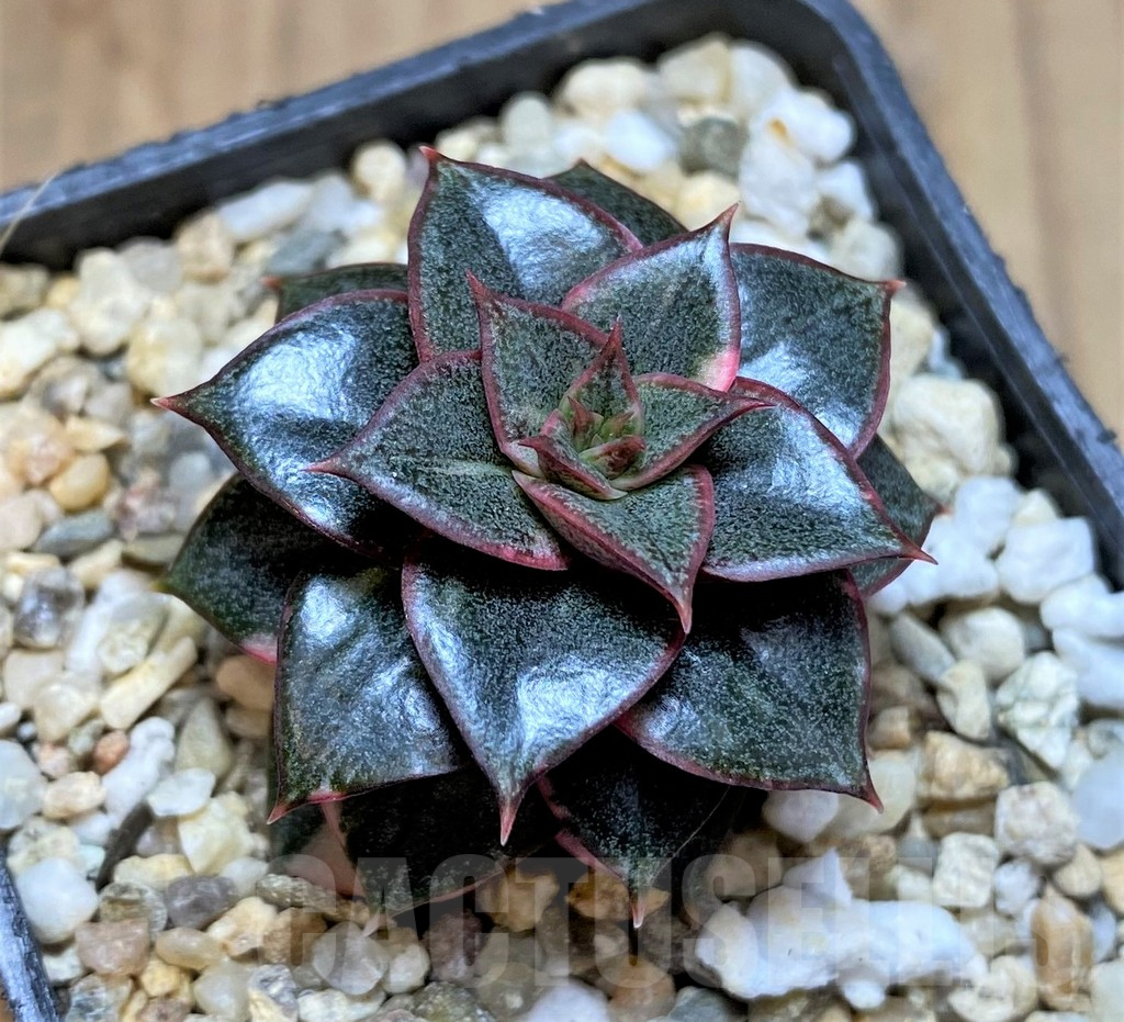SHPR36993 Echeveria purpusorum ‘Monocerotis’ f. variegata