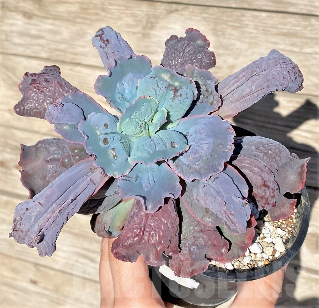 SHPR37001 Echeveria ‘Etna’