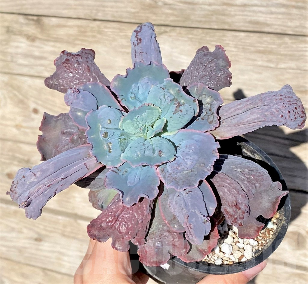 SHPR37001 Echeveria ‘Etna’ - Imagen 2