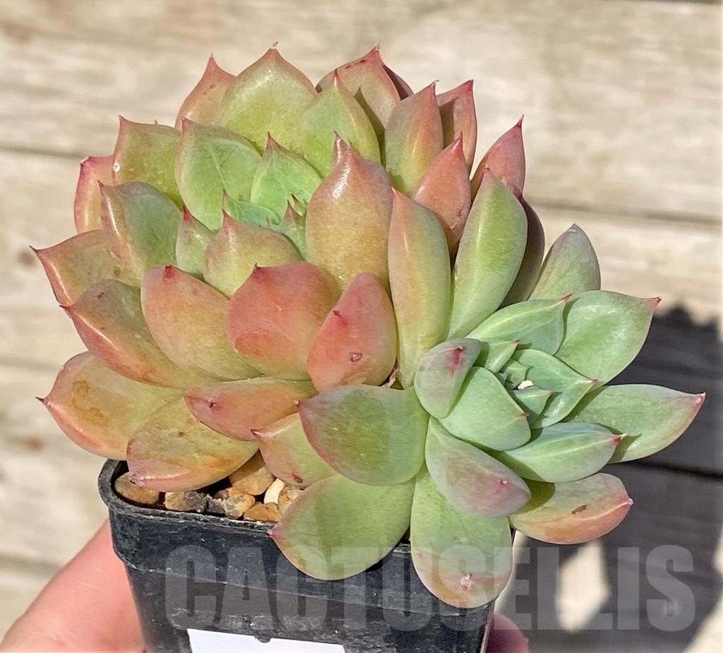 SHPR37005 Echeveria sp. - immagine 2