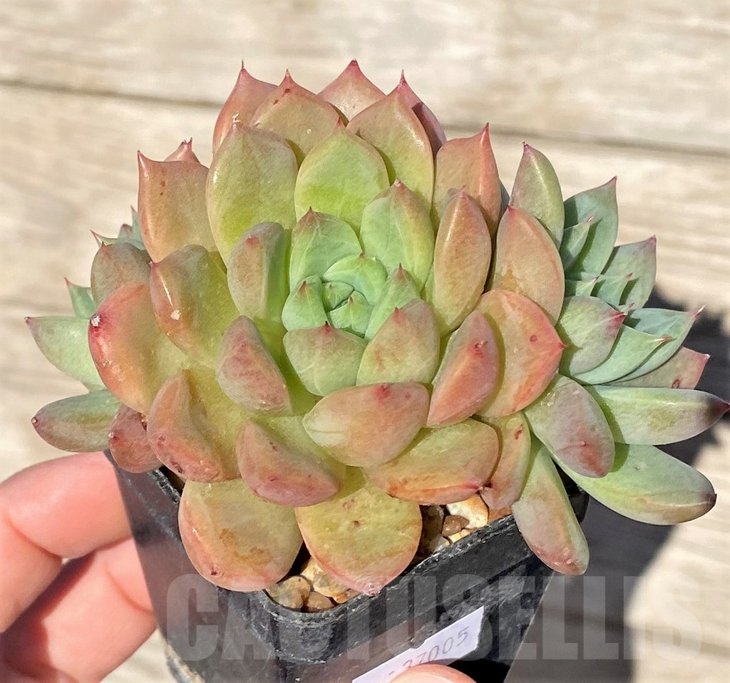 SHPR37005 Echeveria sp.