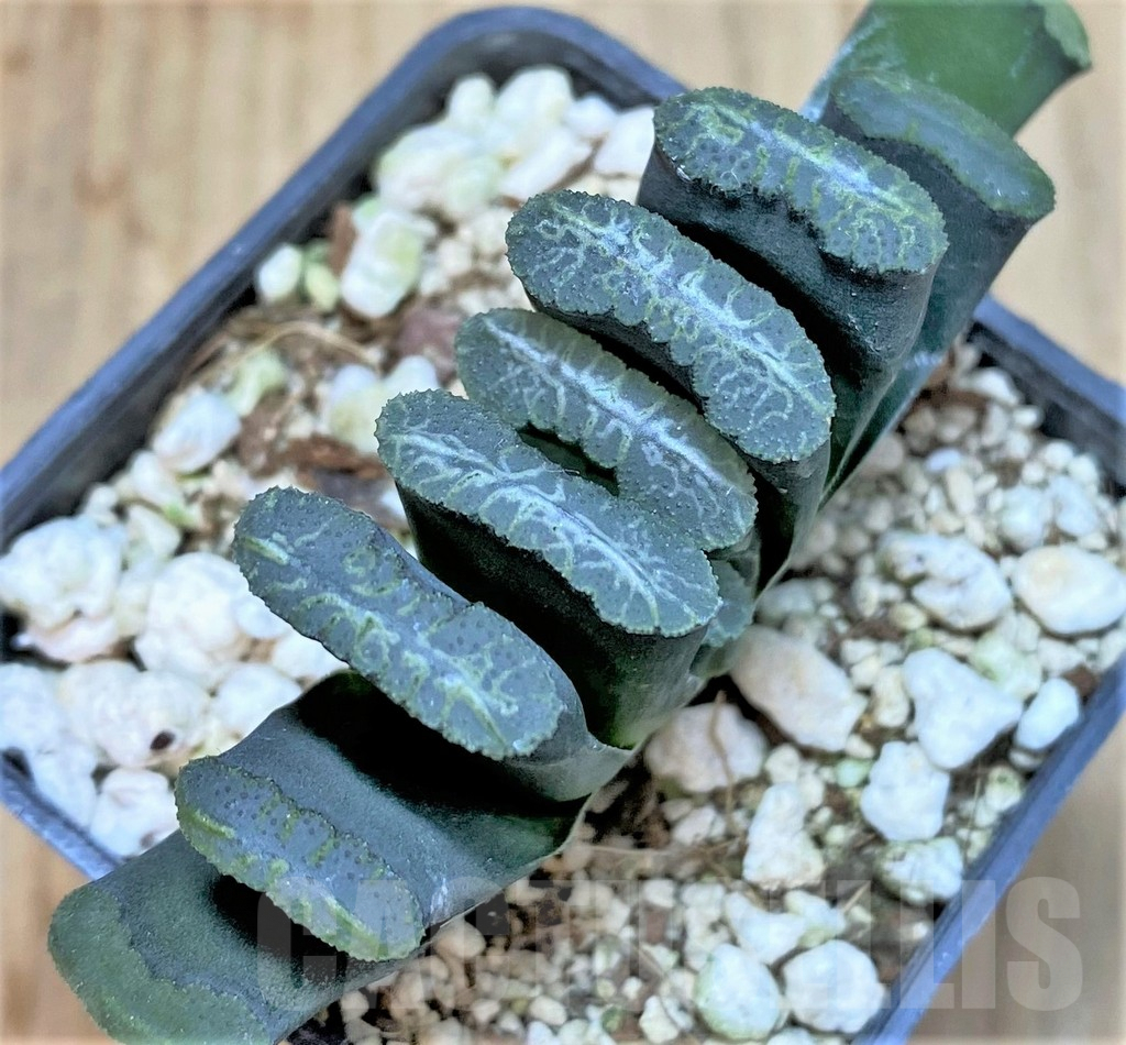 SHPR36945 Haworthia truncata -Japan-
