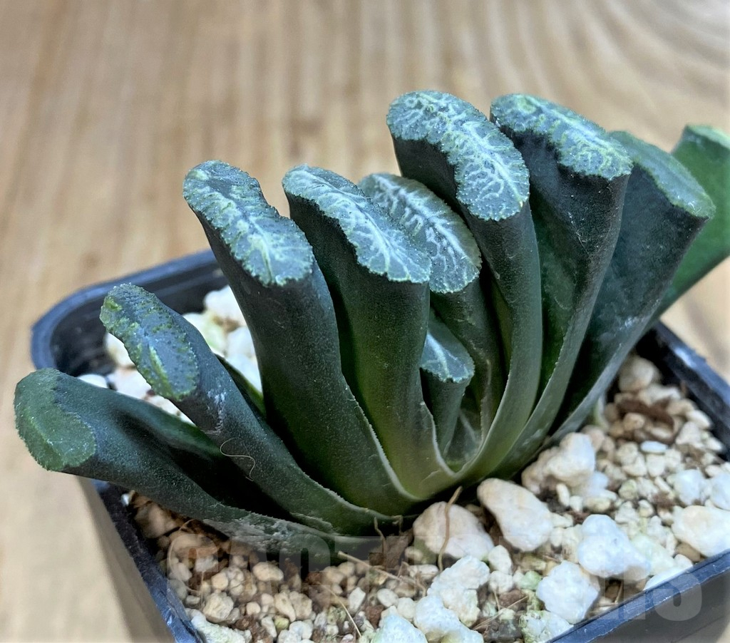 SHPR36945 Haworthia truncata -Japan- - 画像 (2)