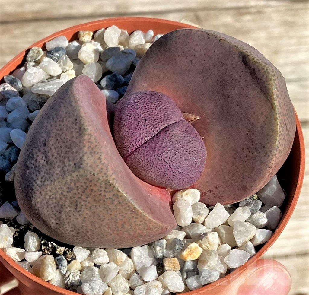 SL36608 Pleiospilos nelii rubra - Зображення 2