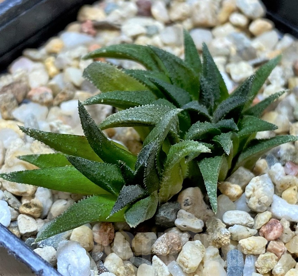 SHPR37131 Haworthia parksiana - Image 2