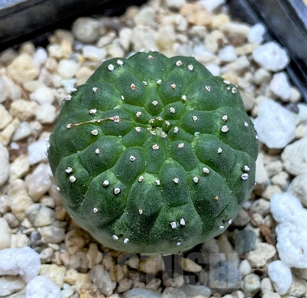 SHPR37161 Euphorbia gymnocalycioides