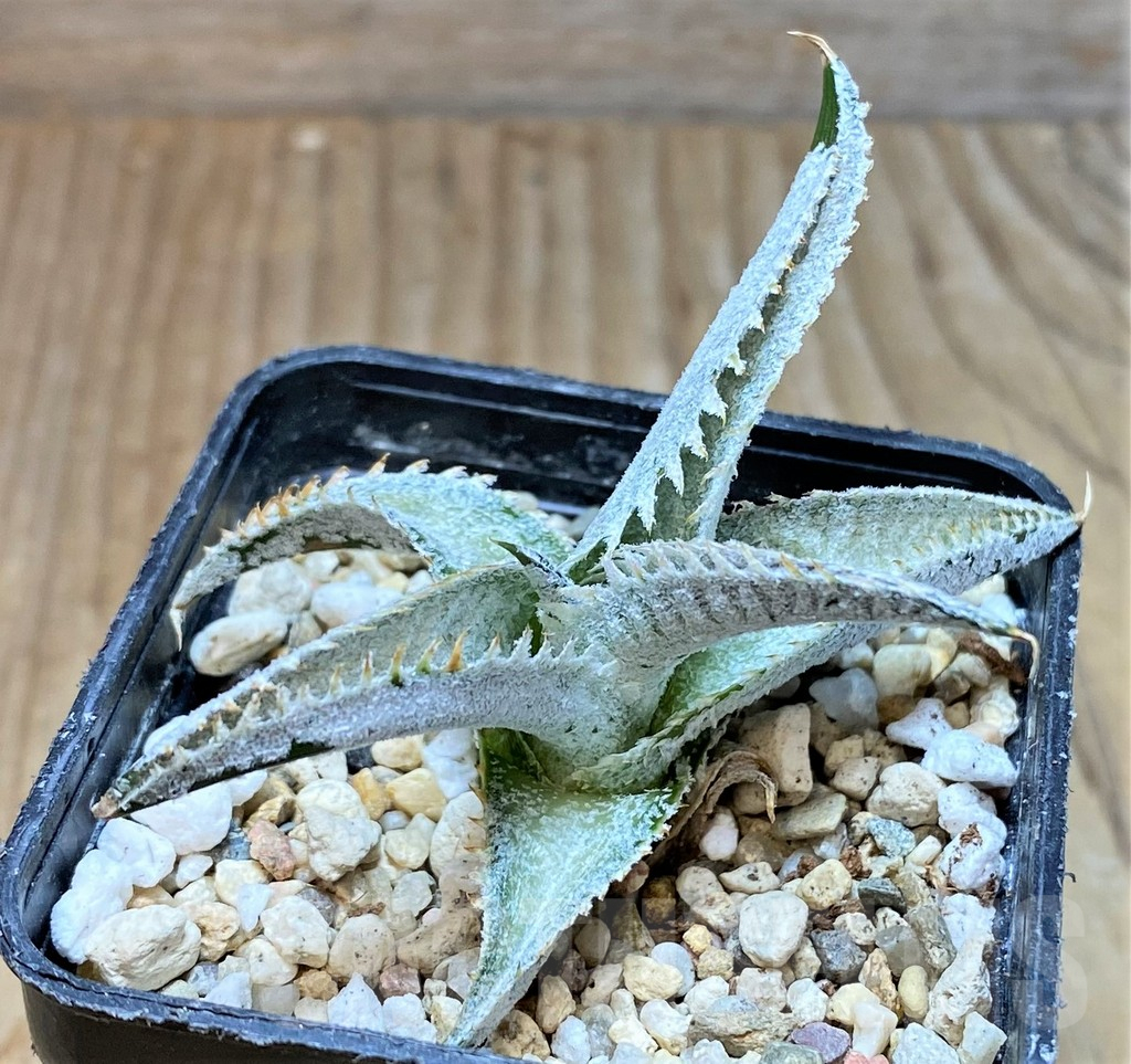 SHPR37162 Dyckia marnier-lapostollei ‘Pink Spine’ - Image 2