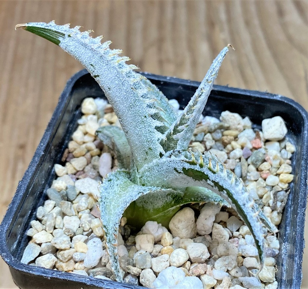 SHPR37162 Dyckia marnier-lapostollei ‘Pink Spine’