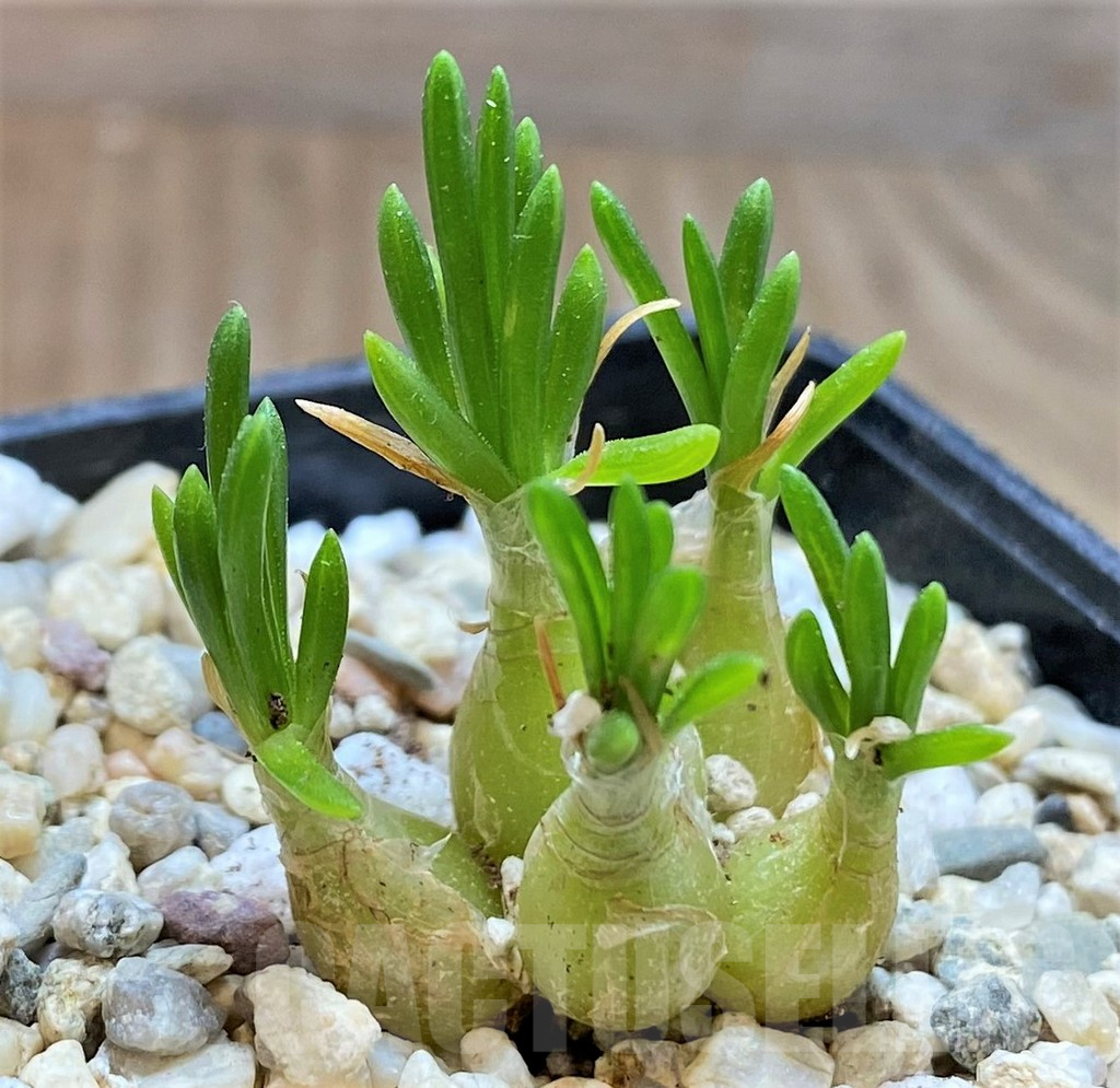 SHPR37163 Ornithogalum lithopsioides