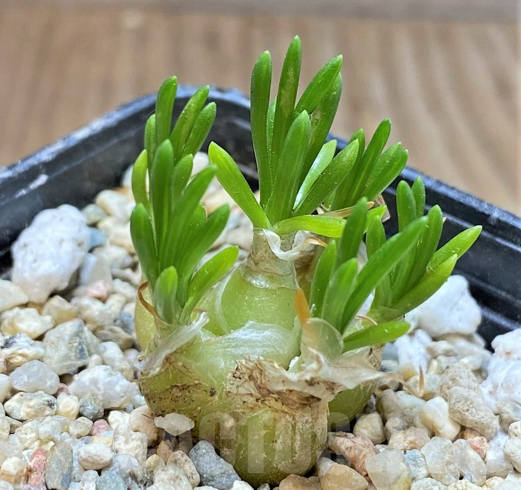 SHPR37164 Ornithogalum lithopsioides