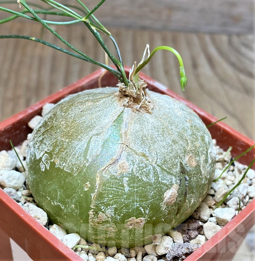 SHPR37166 Schizobasis intricata - Obrázek 2