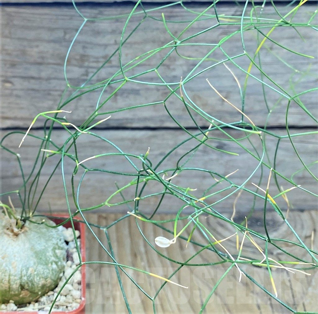 SHPR37166 Schizobasis intricata