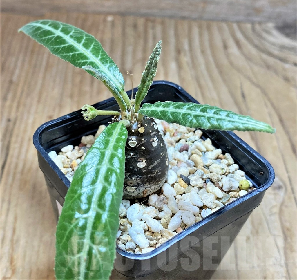 SHPR37167 Dorstenia lancifolia