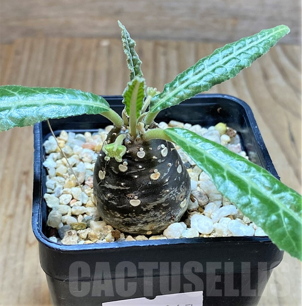 SHPR37167 Dorstenia lancifolia - immagine 2