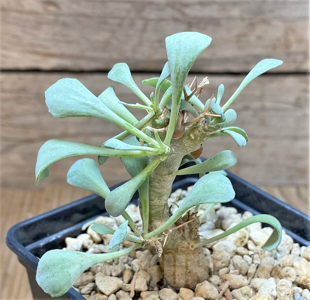 SHPR37168 Othonna euphorbioides