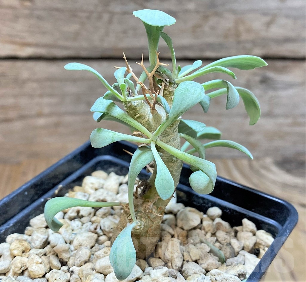 SHPR37168 Othonna euphorbioides - immagine 2