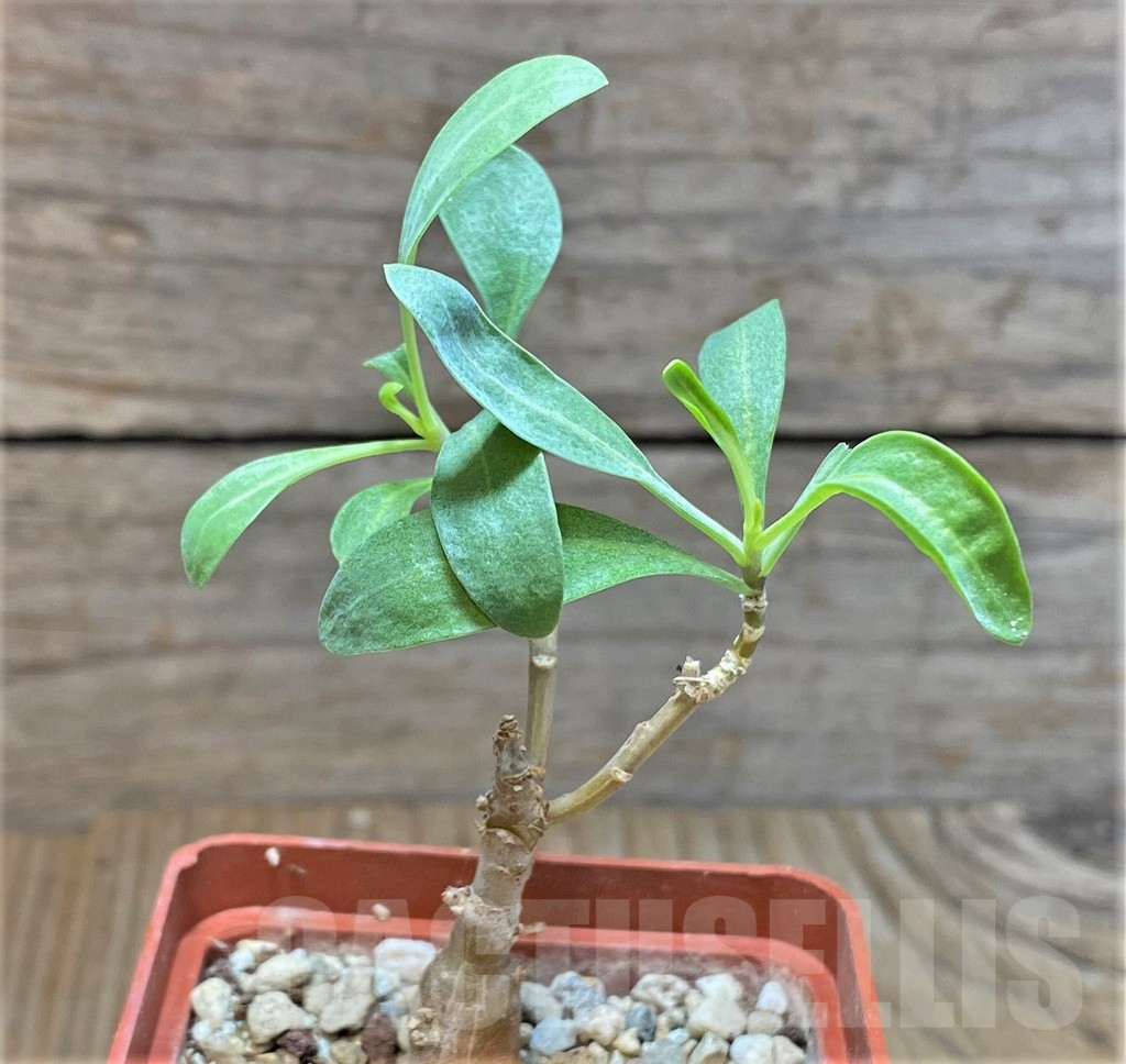 SHPR37169 Othonna macrosperma - Obrázek 2