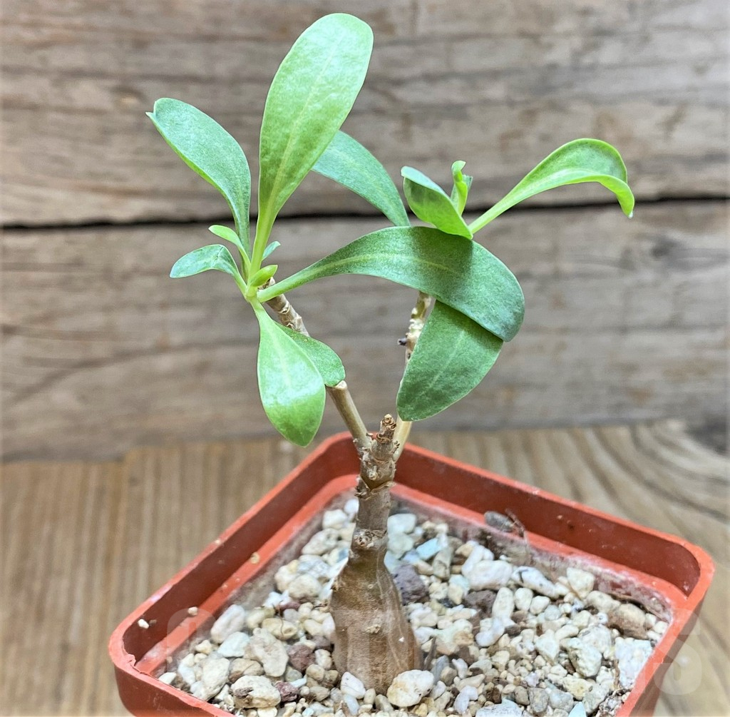 SHPR37169 Othonna macrosperma