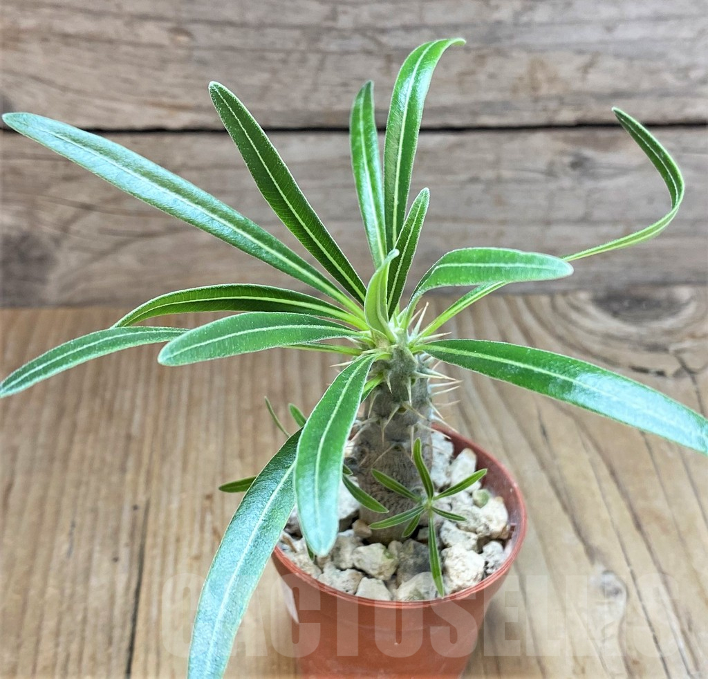 SHPR37170 Pachypodium rosulatum v. gracilius