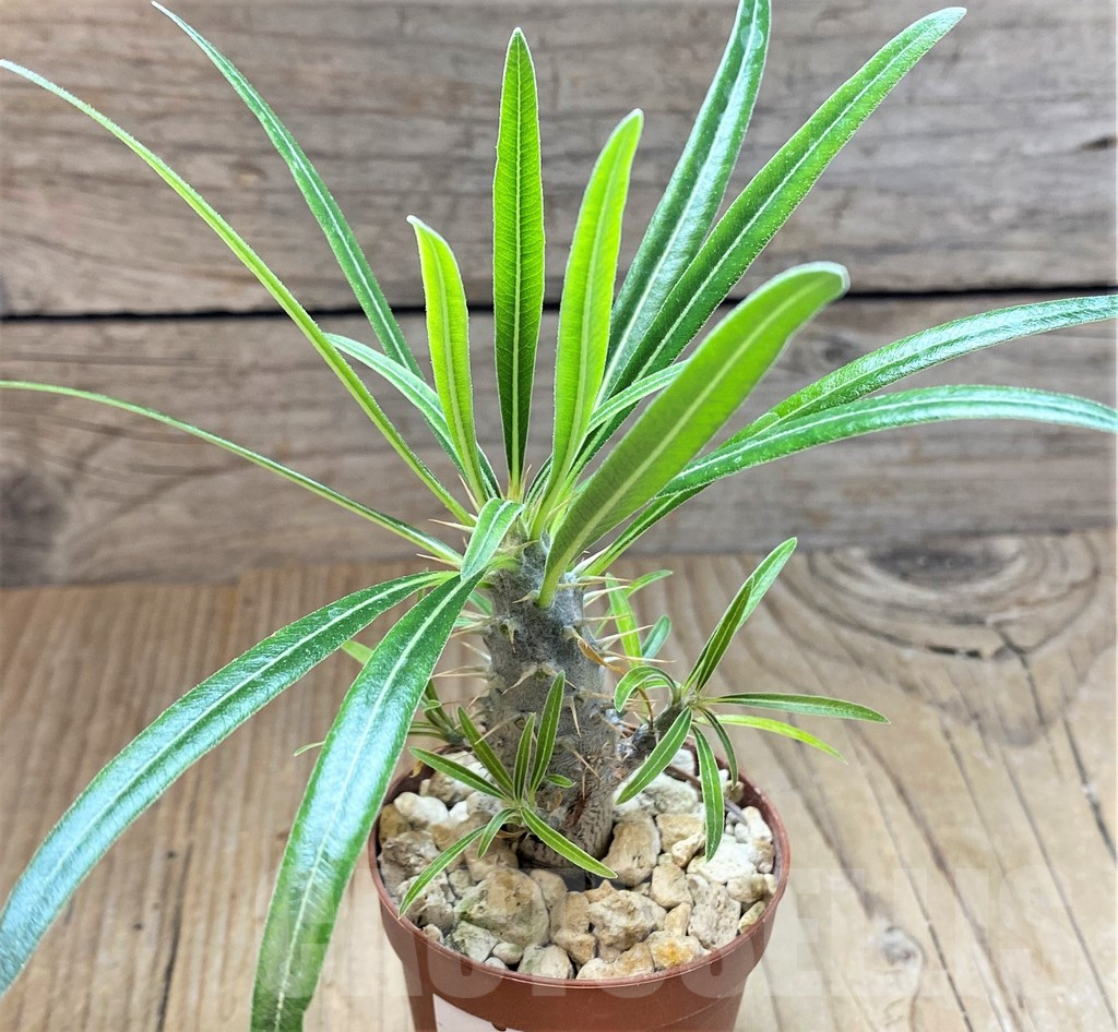 SHPR37171 Pachypodium rosulatum v. gracilius