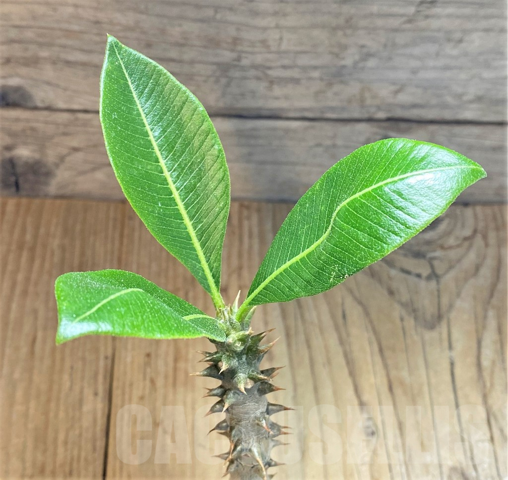 SHPR37172 Pachypodium baronii