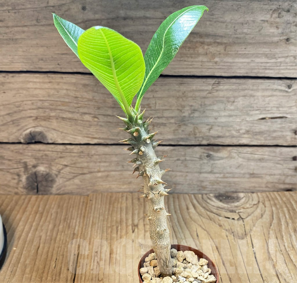 SHPR37172 Pachypodium baronii - Obrázek 2