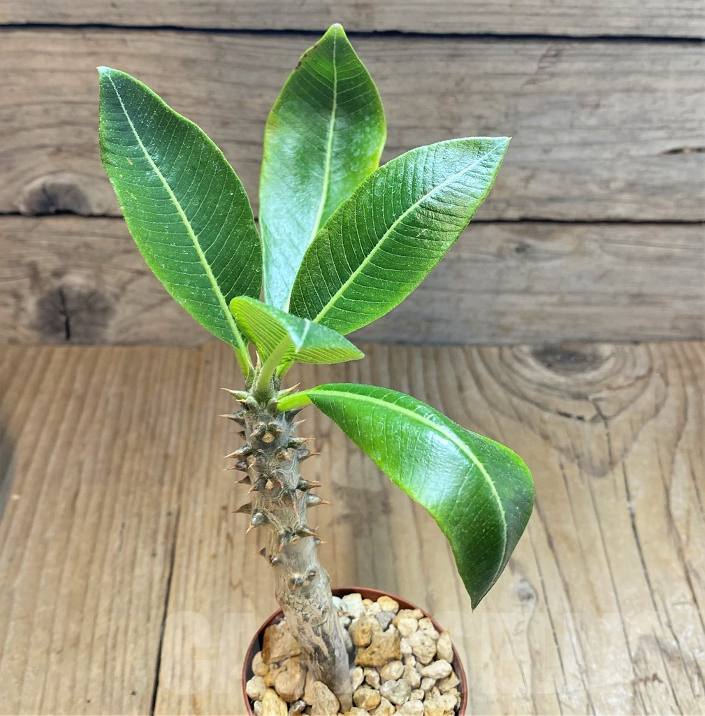 SHPR37173 Pachypodium baronii