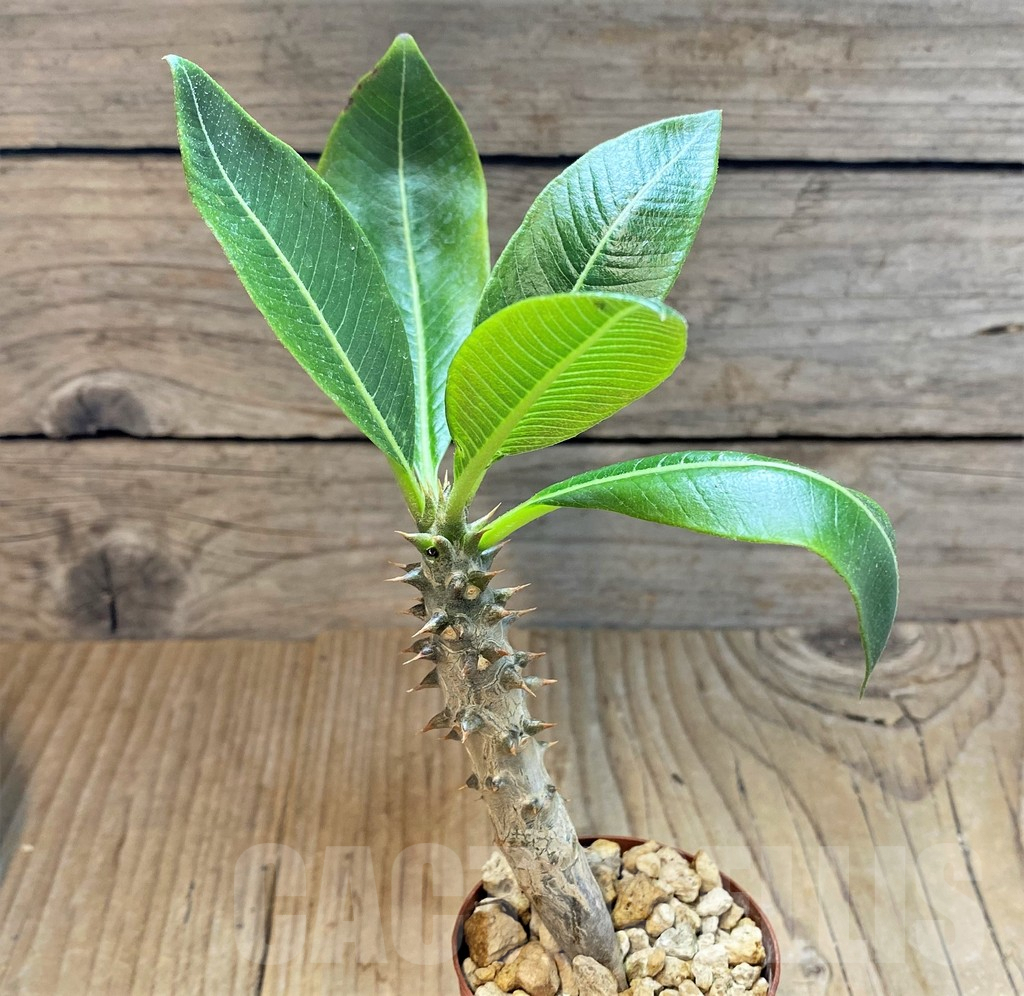 SHPR37173 Pachypodium baronii - immagine 2