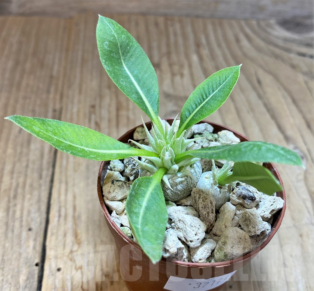 SHPR37174 Pachypodium brevicaule v. leucoxanthum - Image 2