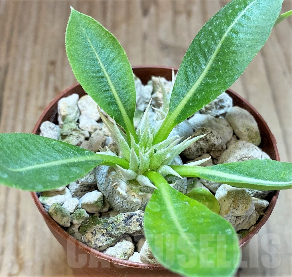 SHPR37174 Pachypodium brevicaule v. leucoxanthum