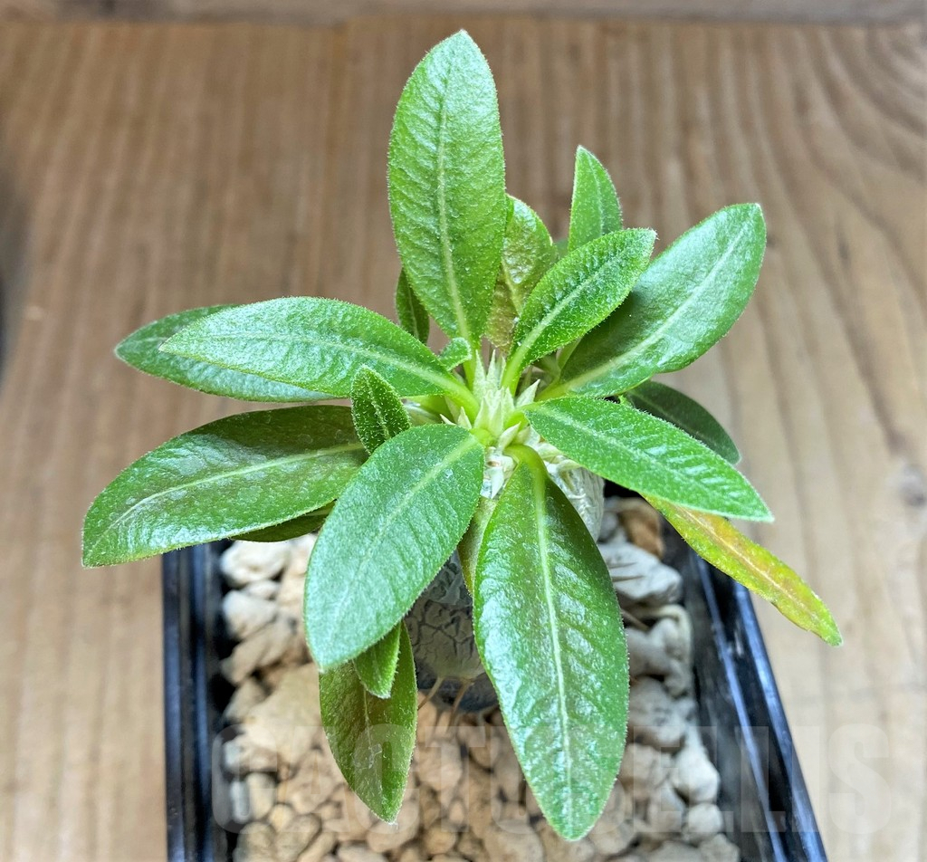 SHPR37175 Pachypodium brevicaule, grafted