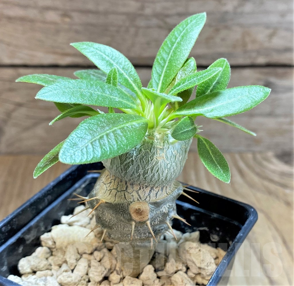 SHPR37175 Pachypodium brevicaule, grafted - Imagen 2