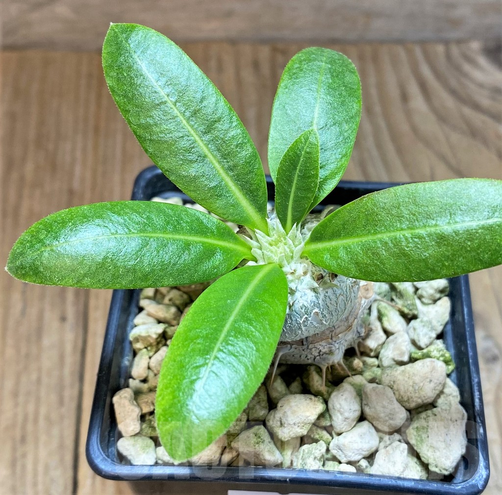 SHPR37176 Pachypodium brevicaule, grafted