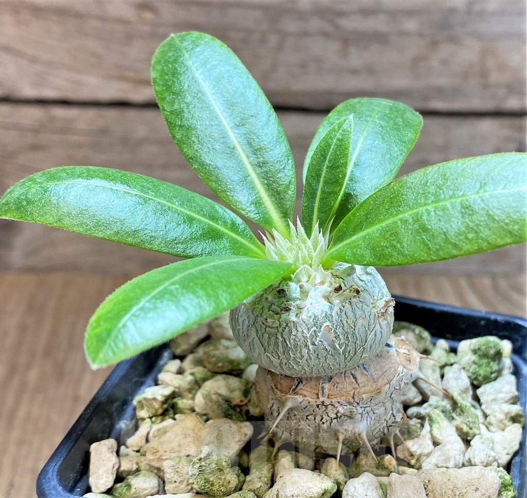 SHPR37176 Pachypodium brevicaule, grafted - Image 2