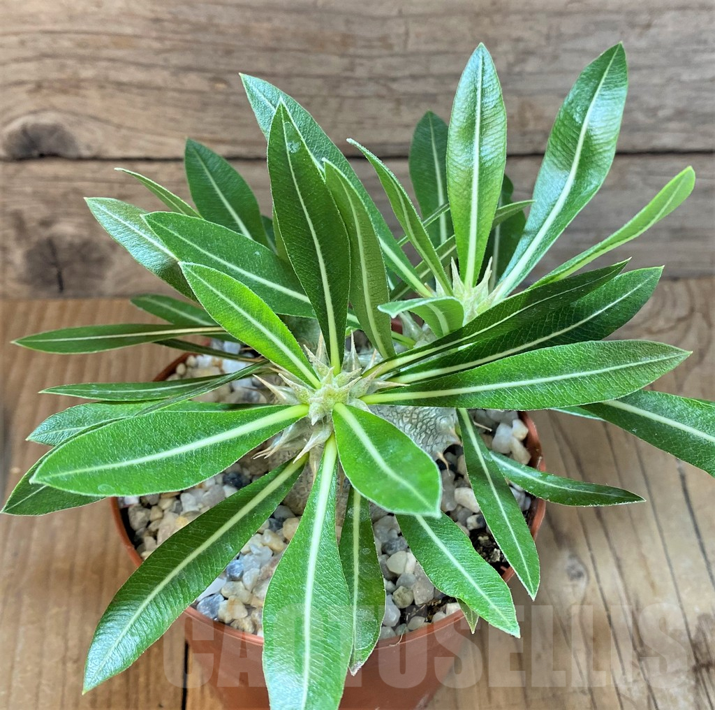 SHPR37177 Pachypodium horombense - Image 2