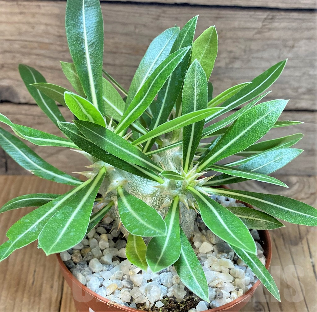 SHPR37177 Pachypodium horombense