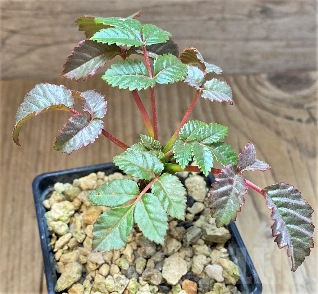 SHPR37178 Beiselia mexicana