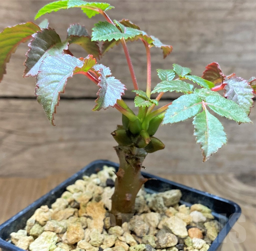 SHPR37178 Beiselia mexicana - Image 2