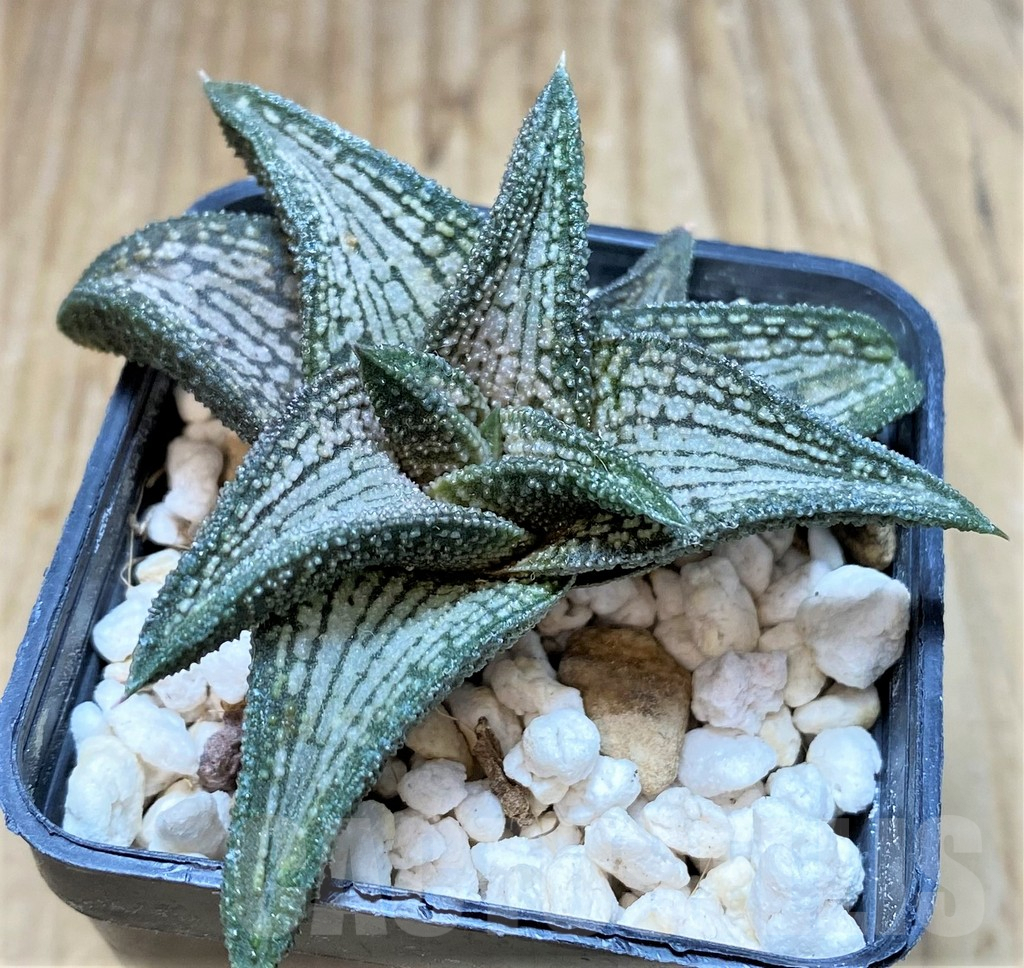 SHPR37133 Haworthia 'Kintaikyo'