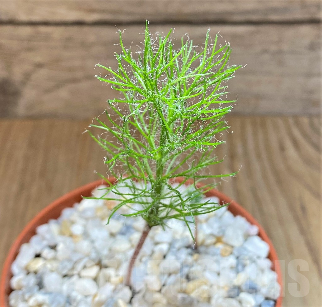 SHPR37179 Eriospermum paradoxum