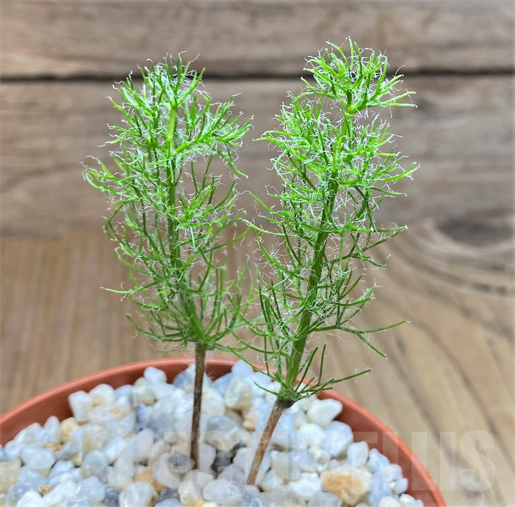 SHPR37180 Eriospermum paradoxum