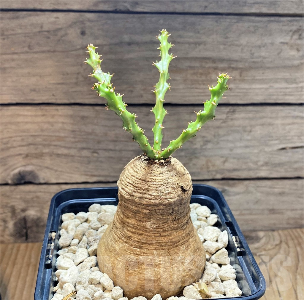 SHPR37182 Euphorbia decidua ES10264 - Image 2