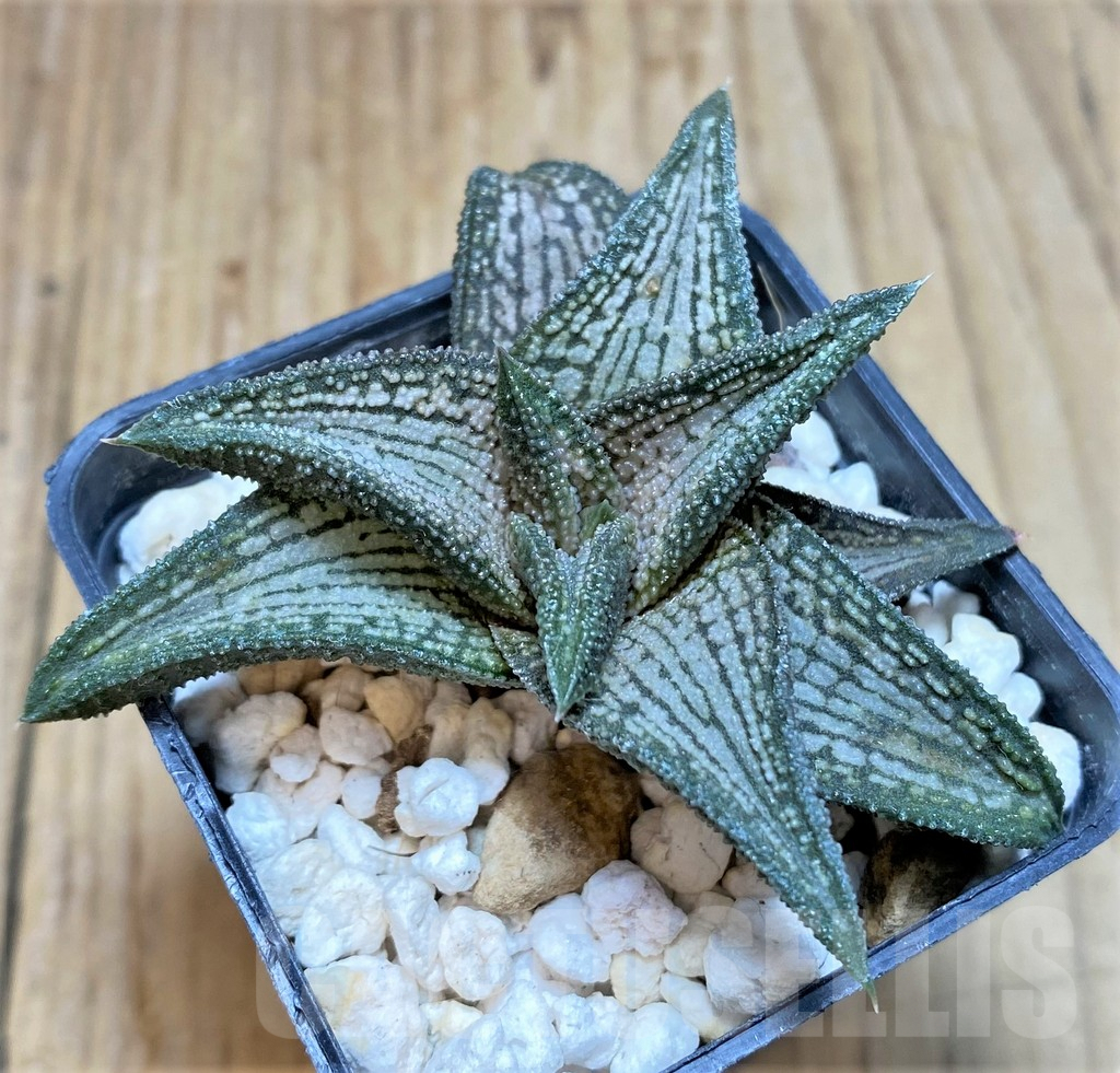 SHPR37133 Haworthia 'Kintaikyo' - immagine 2