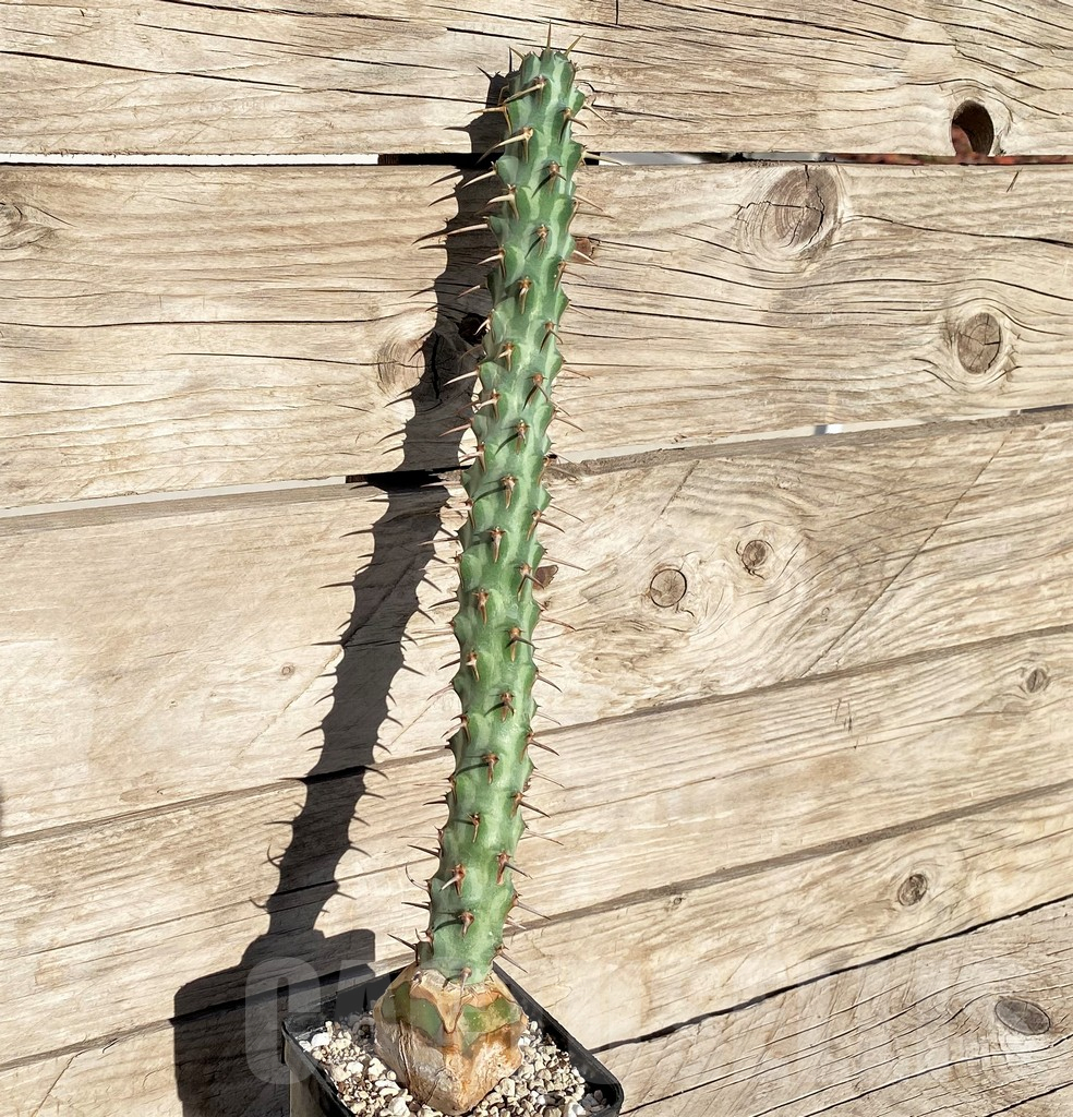 SHPR37183 Euphorbia erigavensis, grafted - Image 2