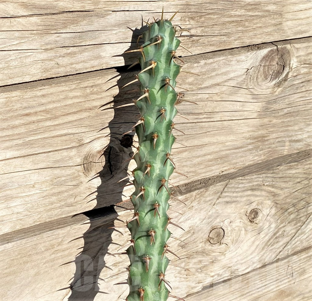 SHPR37183 Euphorbia erigavensis, grafted