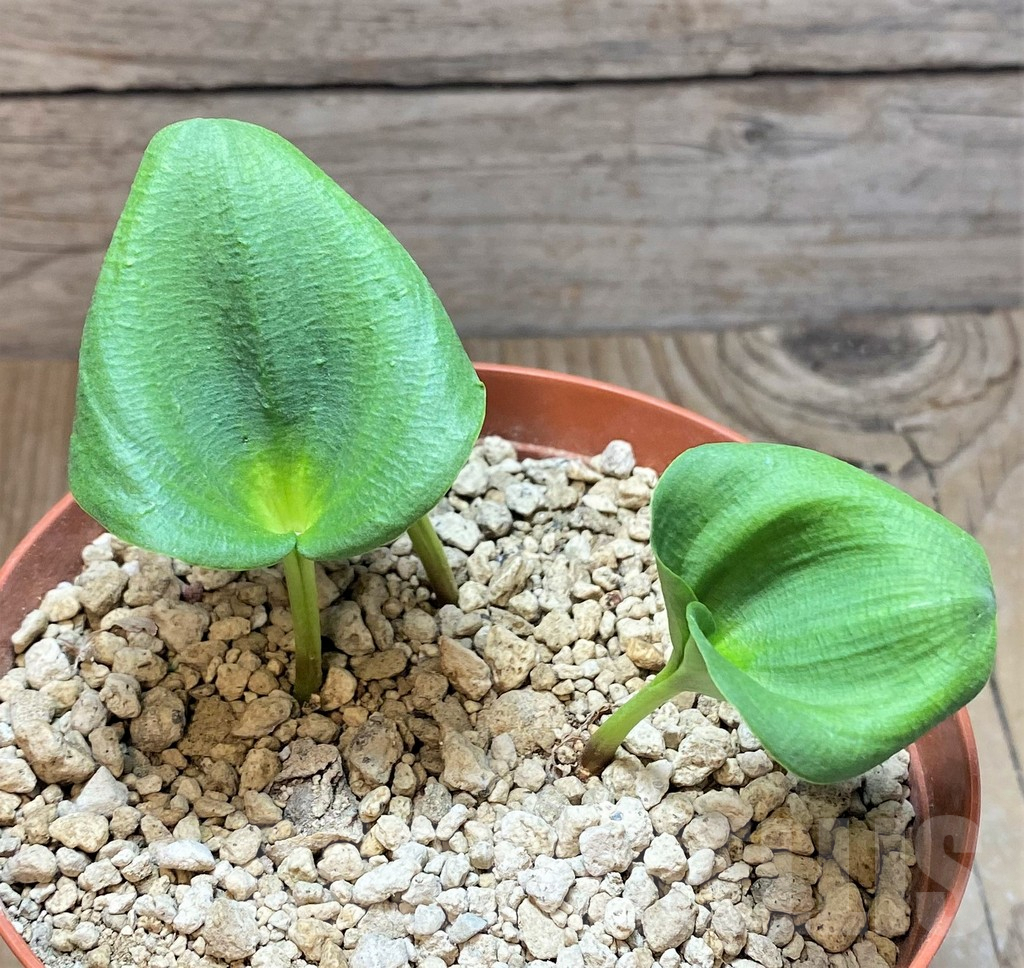 SHPR37184 Eriospermum cooperi