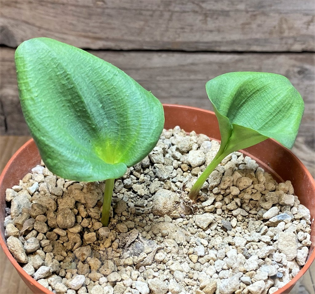 SHPR37184 Eriospermum cooperi - immagine 2